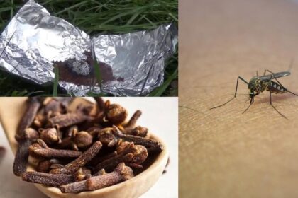 9 Αρωματικοί Τρόποι για να Διώξετε Αποτελεσματικά τα Κουνούπια