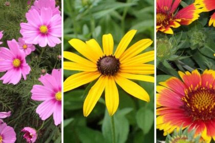 10 Λουλούδια που είναι αδύνατο να τα ξεράνει ακόμα και ένας αρχάριος