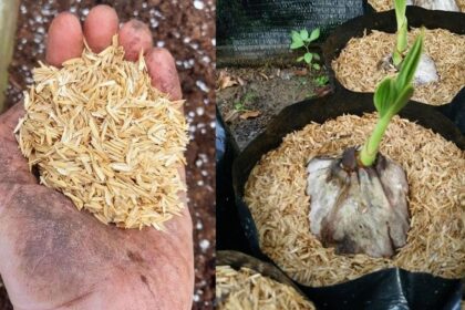 11 Εκπληκτικές Χρήσεις Φλοιού Ρυζιού στον Κήπο