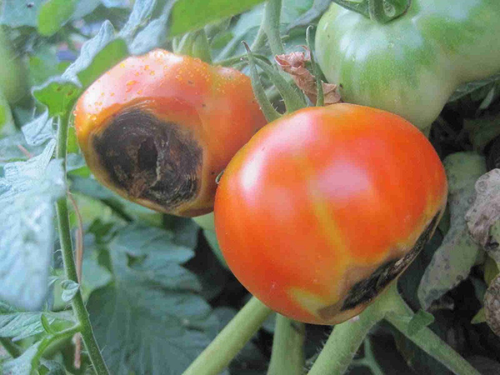 xalasmenes ntomates 4 eksipnes xriseis pou tha sas ekplikoun 2