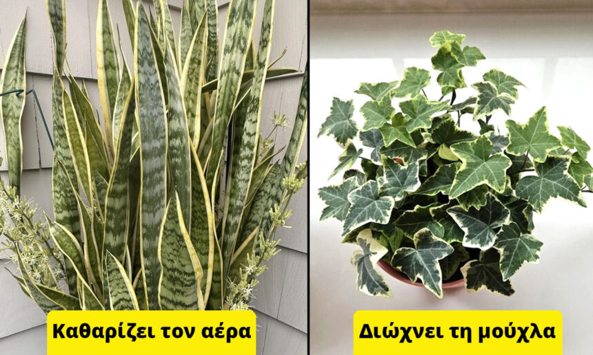 Τα 10 κορυφαία φυτά εσωτερικού χώρου που μπορούν να οφελήσουν τη υγεία και δεν θέλουν πολύ φροντίδα