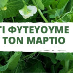 Τι φυτεύουμε τον Μάρτιο