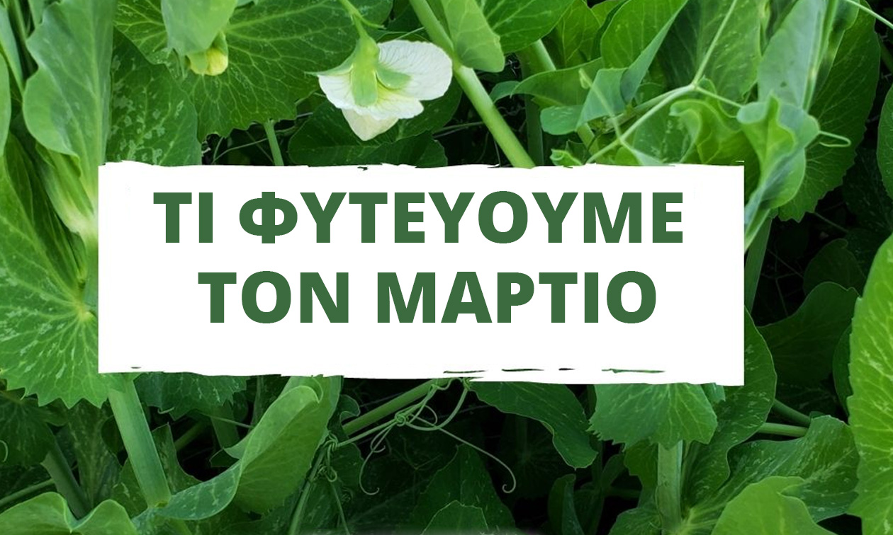 Τι φυτεύουμε τον Μάρτιο