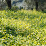 Αγριόχορτα στον Κήπο: Πώς θα απαλλαγούμε από τα ζιζάνια