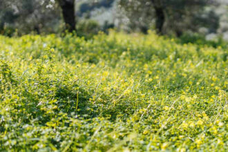 Αγριόχορτα στον Κήπο: Πώς θα απαλλαγούμε από τα ζιζάνια