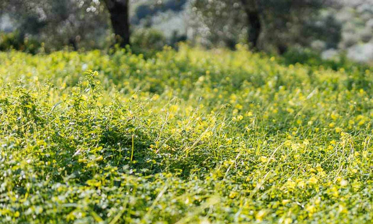 Αγριόχορτα στον Κήπο: Πώς θα απαλλαγούμε από τα ζιζάνια