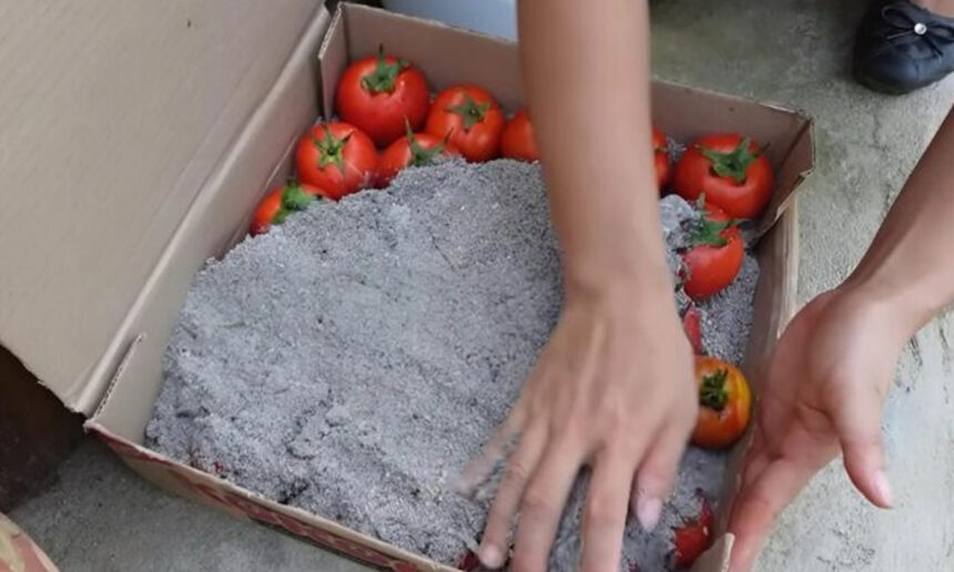 Διατήρηση Ντομάτας σε Στάχτη: Μια Παραδοσιακή Τεχνική από τα βάθη του χρόνου