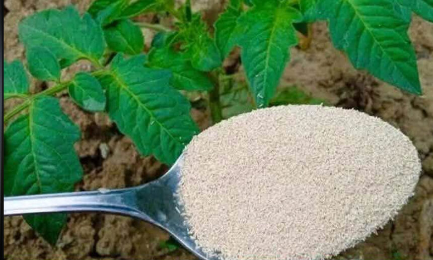 Κήπος: Το φυσικό συμπλήρωμα για Ντομάτες, πιπεριές και αγγούρια για να πολλαπλασιαστούν γρήγορα