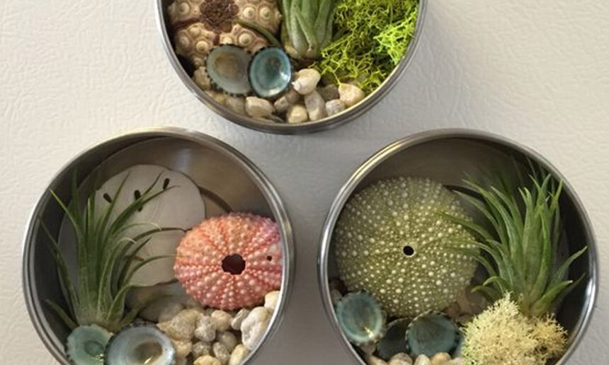 Αερόφυτα: Πώς θα φτιάξετε σπίτι σας μίνι κήπους για μια σούπερ διακόσμηση