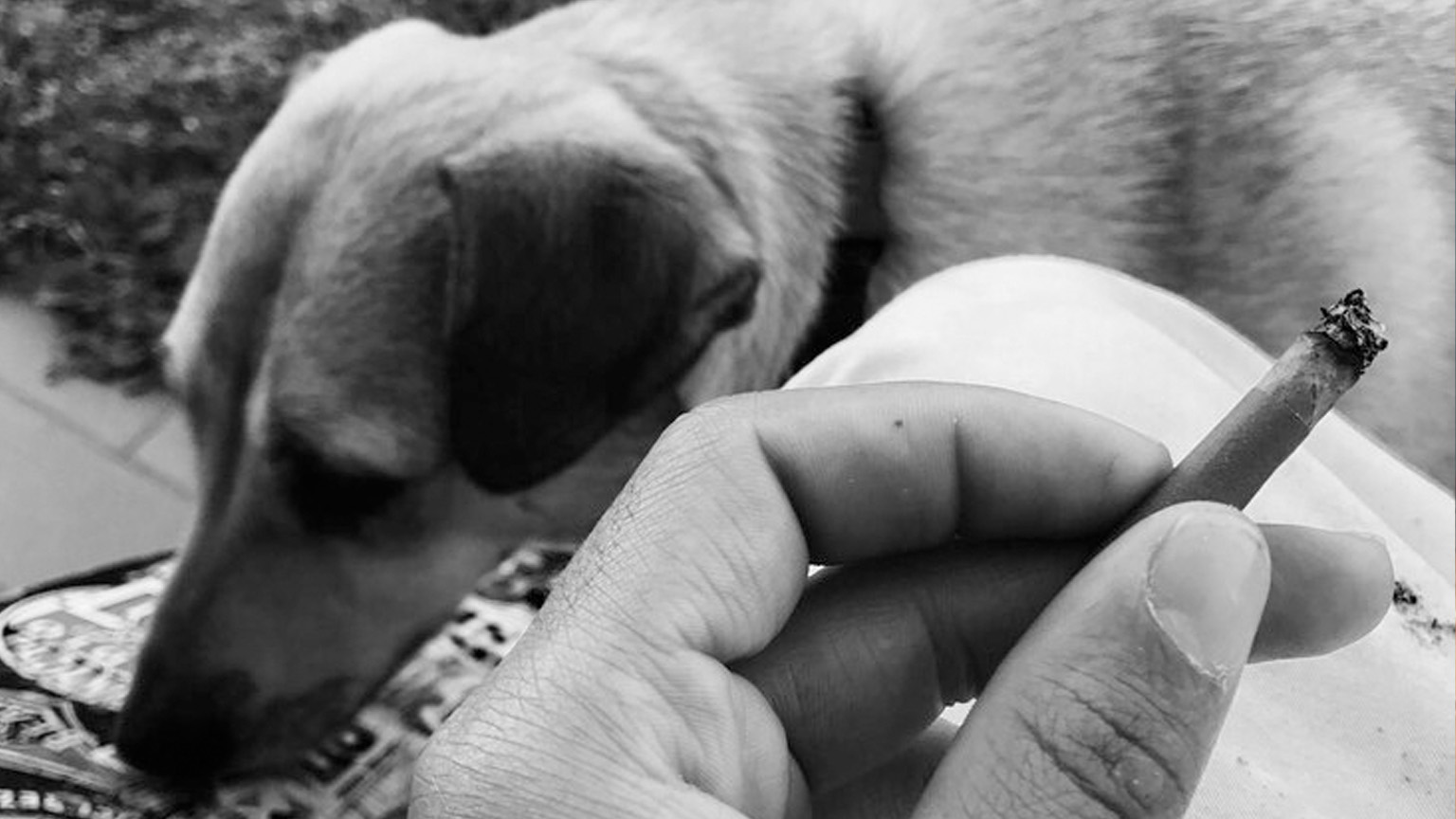 Κατοικίδια παθητικοί καπνιστές: Το κάπνισμα βλάπτει τον σκύλο και τη γάτα σας