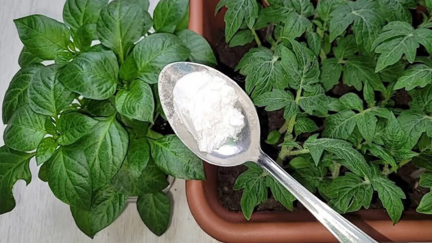 Η μαγειρική σόδα είναι ο καλύτερος φίλος στην κηπουρική: 10 έξυπνες χρήσεις στον κήπο