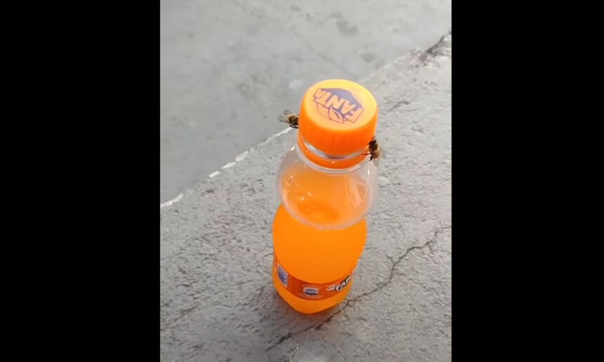 2 Μέλισσες ανοίγουν μπουκάλι αναψυκτικού: Εντυπωσιακή η συνεργασία τους - Βίντεο