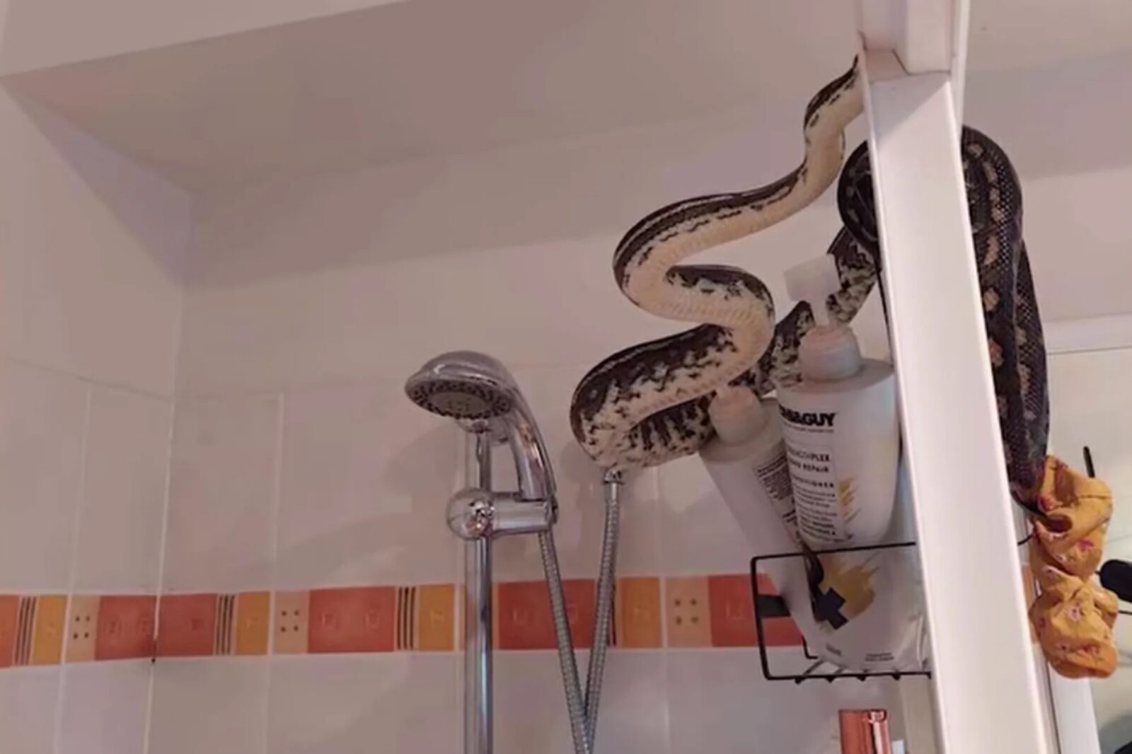 Μπήκε να κάνει ντουζ και είδε μπροστά του ένα τεράστιο φίδι που κρυβόταν πίσω από την κουρτίνα του μπάνιου