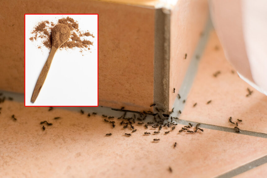 Διώξε τα μυρμήγκια από οπουδήποτε με κανέλα - Δοκιμασμένος και αποτελεσματικός τρόπος