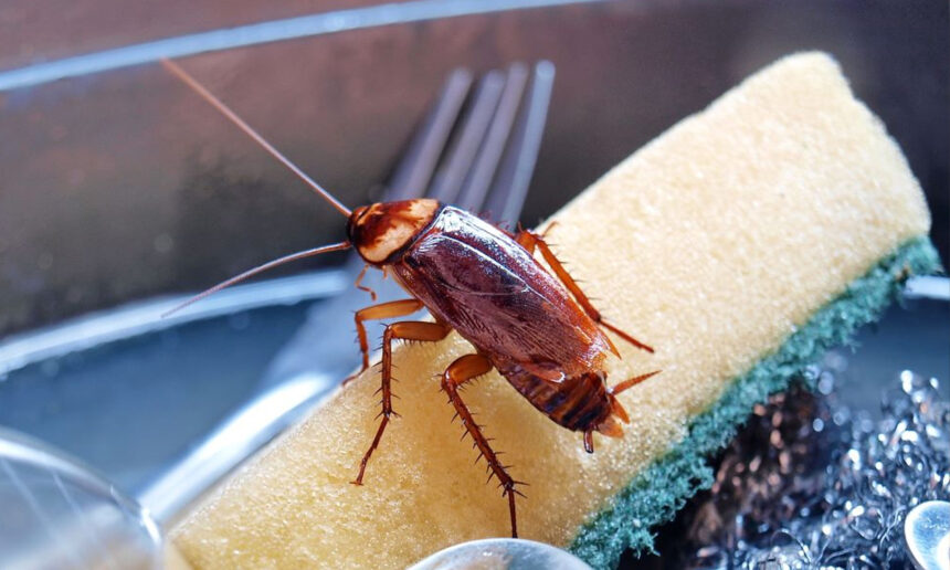 εικόνα που δείχνει μια κατσαρίδα επάνω σε σφουγγάρι πιάτων μέσα στο νεροχύτη