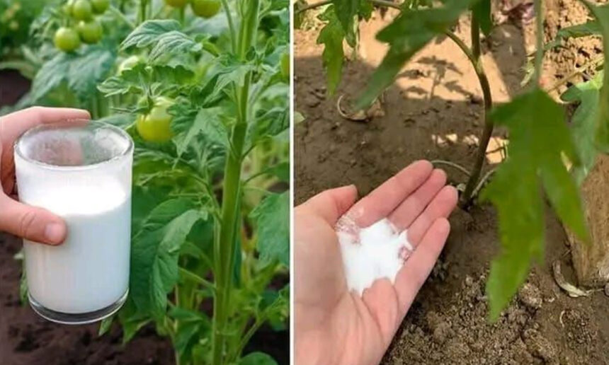 Η μαγειρική σόδα, είναι ένας πιο ασφαλής και οικονομικός τρόπος για να φροντίσετε τον κήπο σας