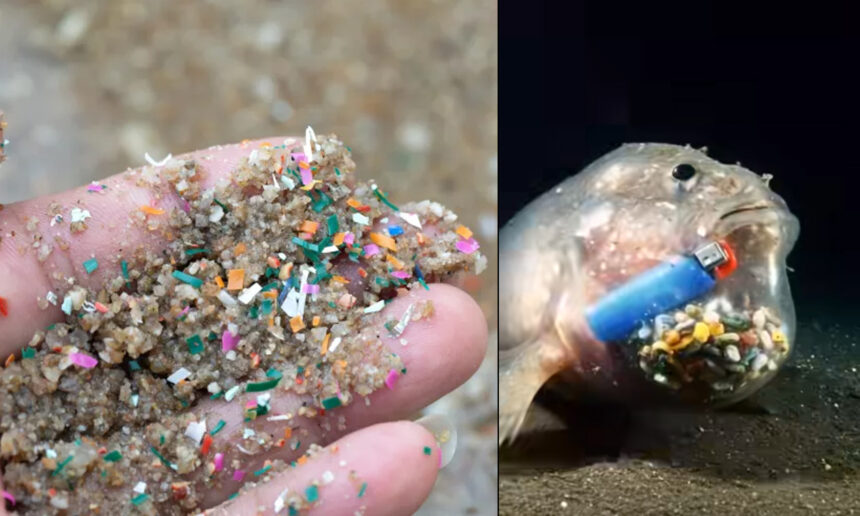 Μια κοντινή εικόνα ενός χεριού δείχνει μικροπλαστικά σε άμμο παραλίας και ένα ψάρι που έχει φάει μικροπλαστικά και έναν αναπτήρα