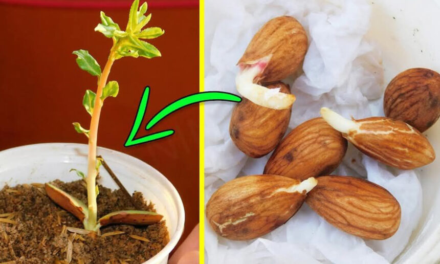 Καλλιεργήστε μια αμυγδαλιά από ωμά αμύγδαλα στο σπίτι