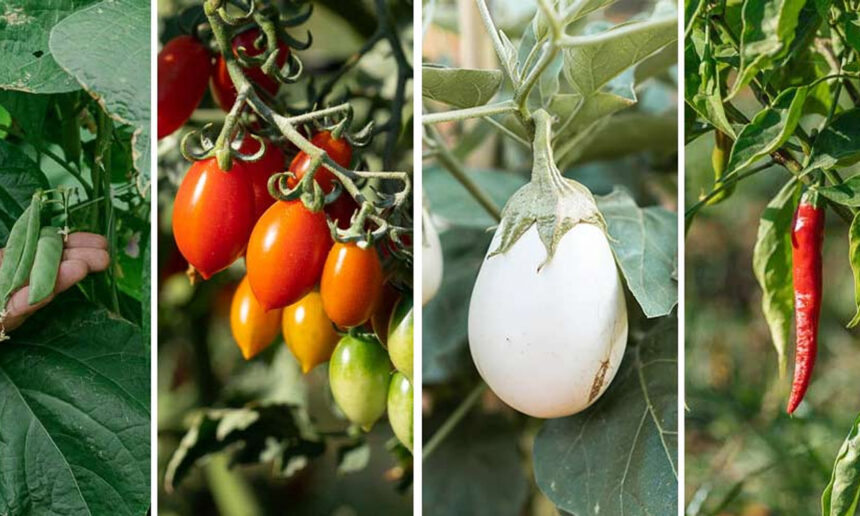 21 καλοκαιρινά λαχανικά για καλλιέργεια σε κήπο και γλάστρα