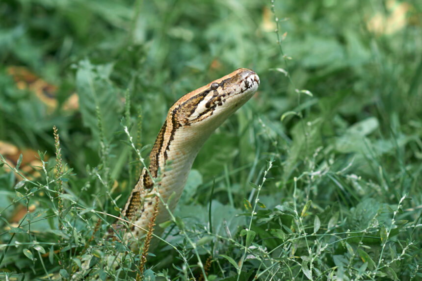 Πρώτες βοήθειες για δάγκωμα από φίδι σύμφωνα με το εγχειρίδιο του ΕΚΑΒ