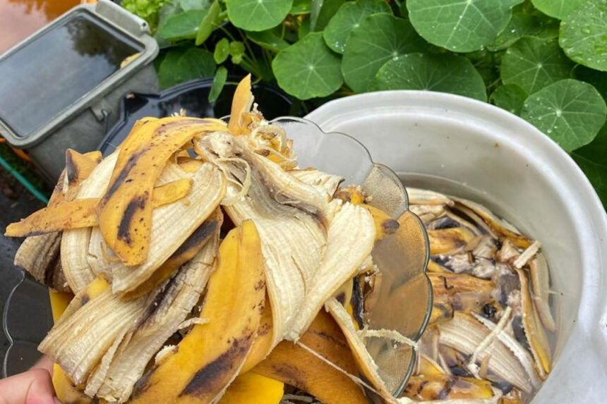 φυσικό λίπασμα από φλούδες μπανάνας