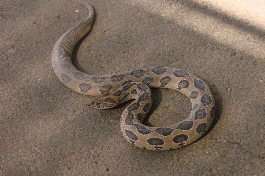 Τα δηλητηριώδη φίδια της Ελλάδας