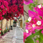 Βουκαμβίλια: Ένας πλήρης οδηγός για την καλλιέργειά της - Μεσογειακή ομορφιά στον κήπο σου