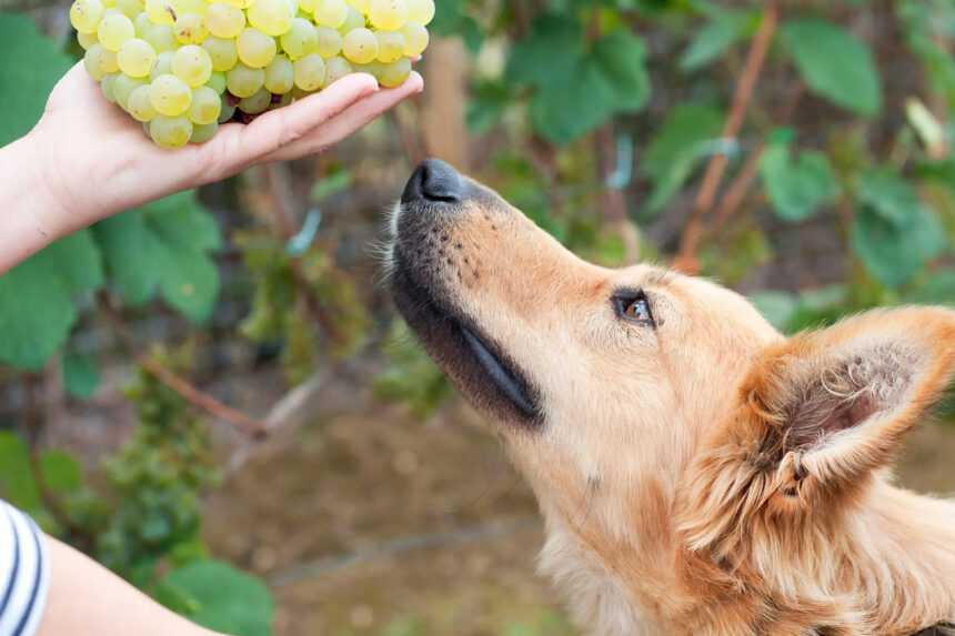 Γιατί τα Σταφύλια Είναι Τοξικά για τους Σκύλους