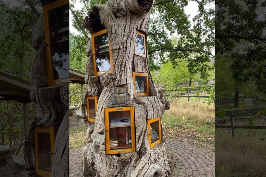 Το δέντρο που έγινε βιβλιοθήκη