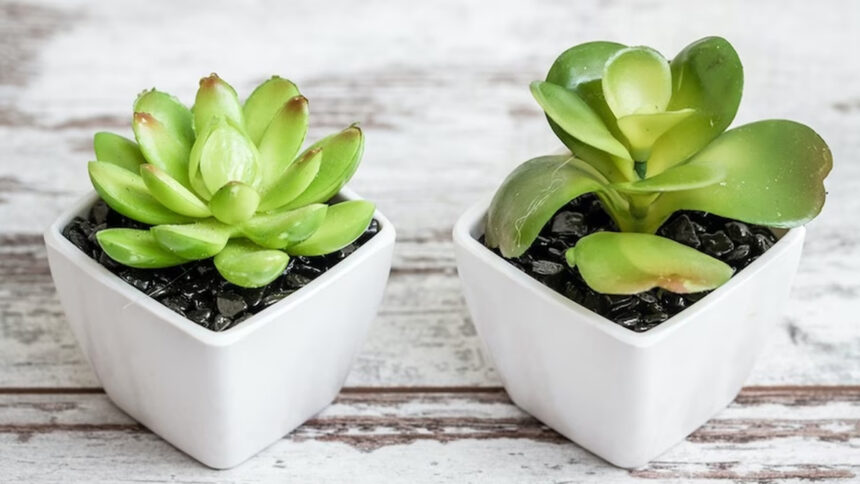 Αληθινά ή ψεύτικα φυτά; Βρες τι ταιριάζει στο δικό σου σπίτι