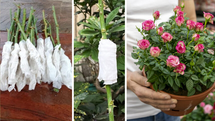 Καλλιέργεια Τριανταφυλλιάς: Ριζοβολία με χαρτί υγείας - Παράξενο αλλά αποτελεσματικό