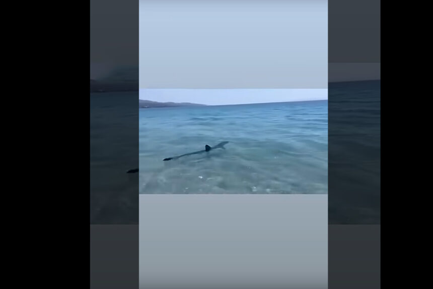 Γιώργος Λιάγκας: Βρέθηκε αντιμέτωπος με καρχαρία - Βίντεο