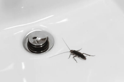 Τι να ρίξω στα σιφόνια για τις κατσαρίδες