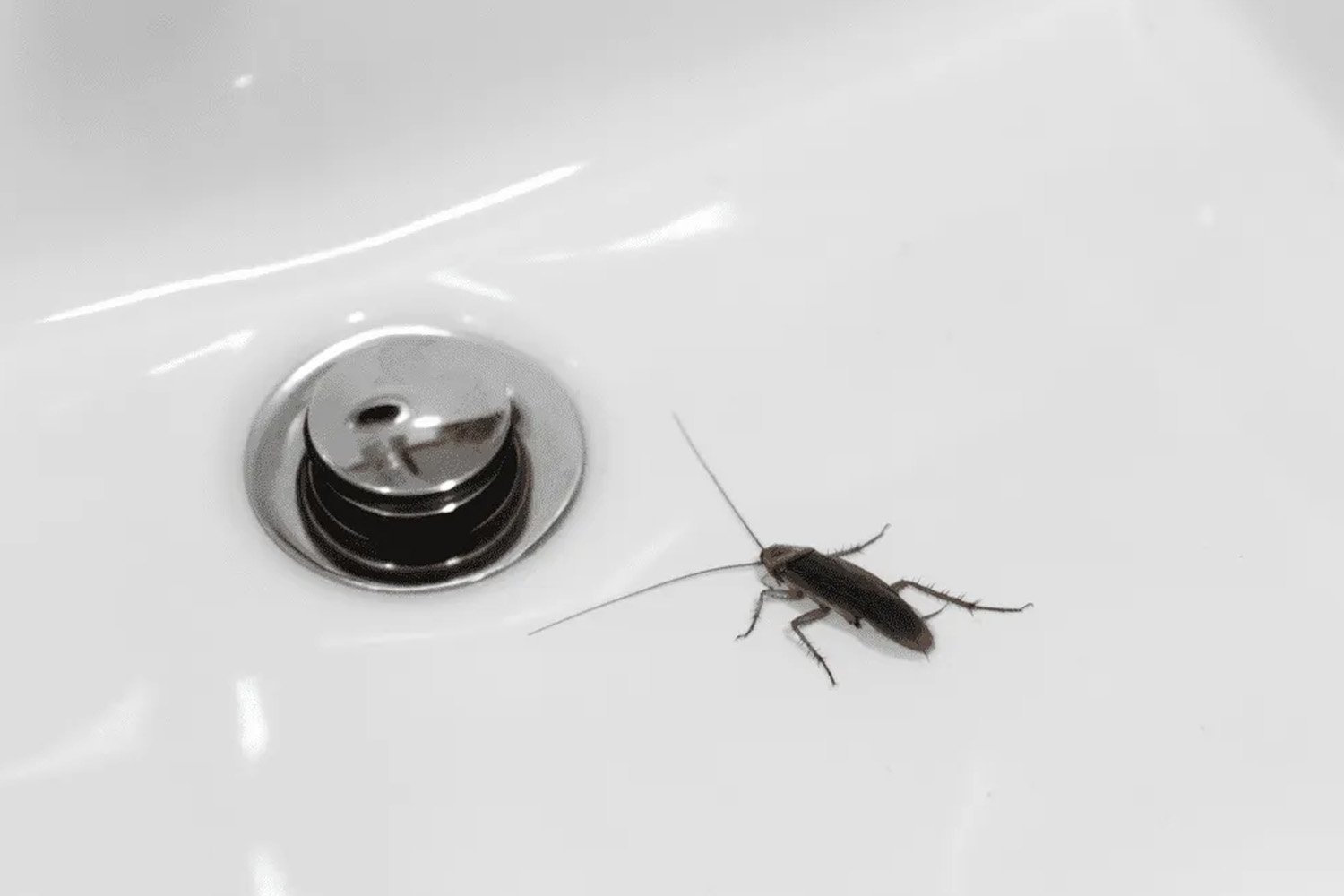 Τι να ρίξω στα σιφόνια για τις κατσαρίδες