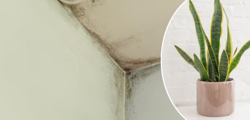 Φυτά Εσωτερικού Χώρου για την αποφυγή μούχλας, απομάκρυνση της φορμαλδεΰδης και του βενζολίου