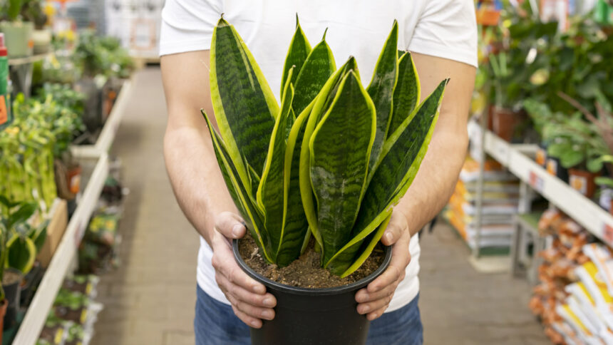 Η Γλώσσα της Πεθεράς: Το φυτό που καθαρίζει τον αέρα, προστατεύει το σπίτι και φέρνει τύχη