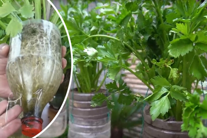 Πώς να καλλιεργήσεις σέλερι στο σπίτι σε γλάστρα μόνο με ένα ματσάκι