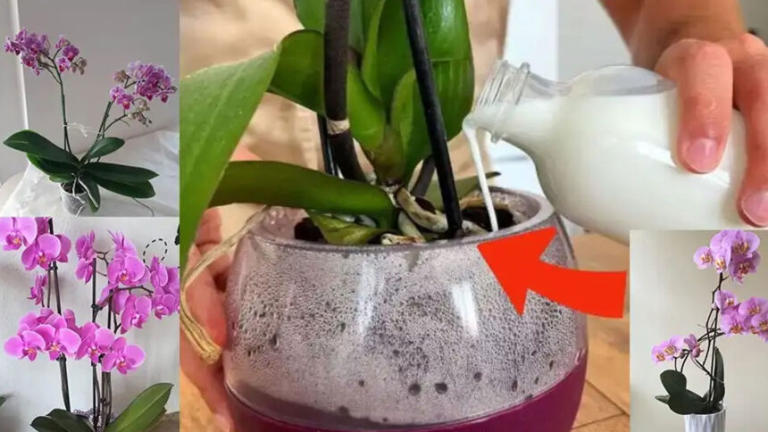 Γιατί η ορχιδέα σου αγαπάει να πίνει... αγελαδινό γάλα