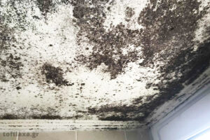 Τα 3 "πρόσωπα" της μούχλας: Πώς να την ξεχωρίσεις ανάλογα με το χρώμα της