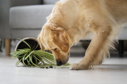 Έχετε κατοικίδιο; Ξεφορτωθείτε τις άσχημες οσμές με αυτά τα απλά βήματα