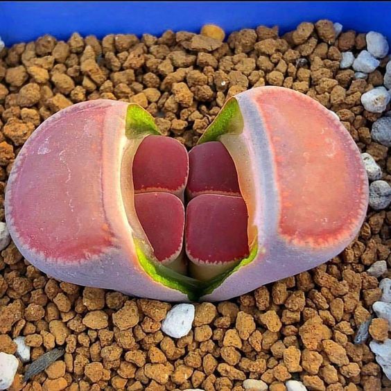 Λίθοπες: Παχύφυτα από άλλον πλανήτη 5 Πότισμα το χειμώνα