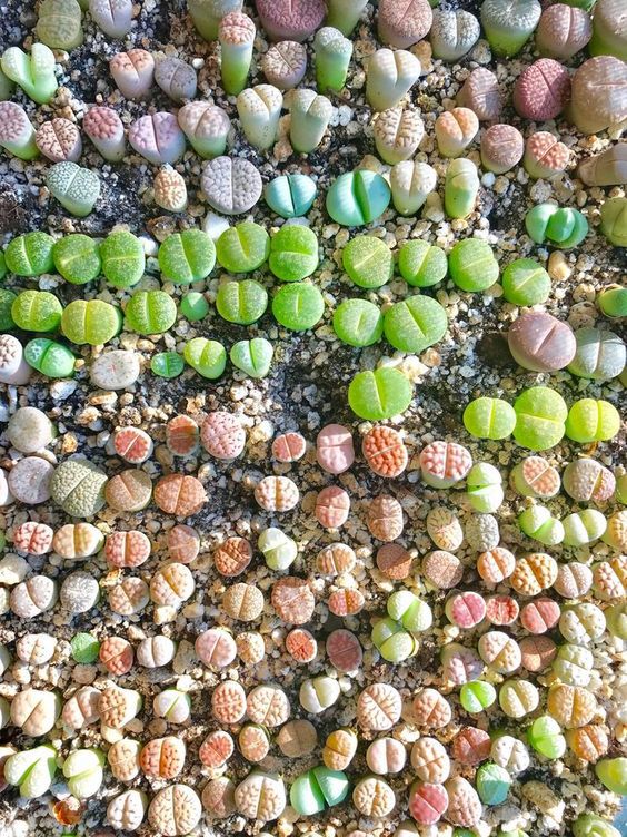 Λίθοπες: Παχύφυτα από άλλον πλανήτη 7 Λίθοπες - Πολλαπλασιασμός