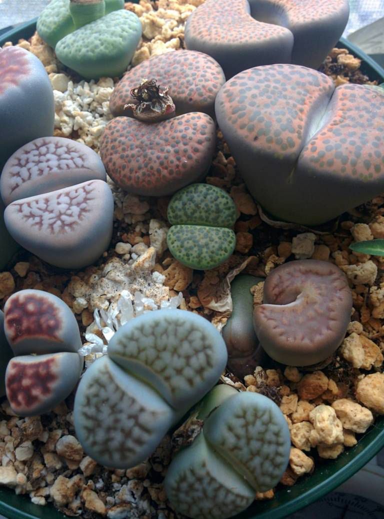 Λίθοπες: Παχύφυτα από άλλον πλανήτη 4 Λίθοπες – έδαφος