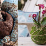 Kokedama – Η τέχνη της καλλιέργειας φυτών χωρίς γλάστρες. Η Ιαπωνία διδάσκει στυλ