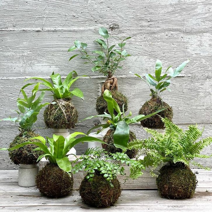 Kokedama – Η τέχνη της καλλιέργειας φυτών χωρίς γλάστρες. Η Ιαπωνία διδάσκει στυλ 2 Kokedama Plants