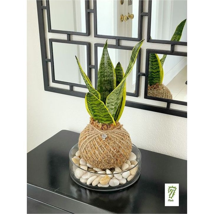 Kokedama – Η τέχνη της καλλιέργειας φυτών χωρίς γλάστρες. Η Ιαπωνία διδάσκει στυλ 10 Kokedama – Η τέχνη της καλλιέργειας φυτών χωρίς γλάστρες. Η Ιαπωνία διδάσκει στυλ