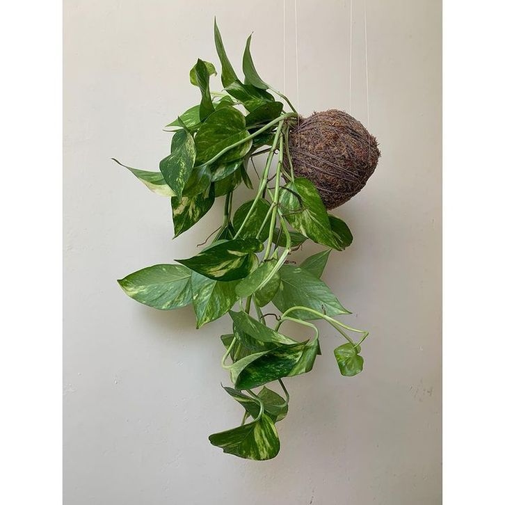 Kokedama – Η τέχνη της καλλιέργειας φυτών χωρίς γλάστρες. Η Ιαπωνία διδάσκει στυλ 11 Kokedama – Η τέχνη της καλλιέργειας φυτών χωρίς γλάστρες. Η Ιαπωνία διδάσκει στυλ