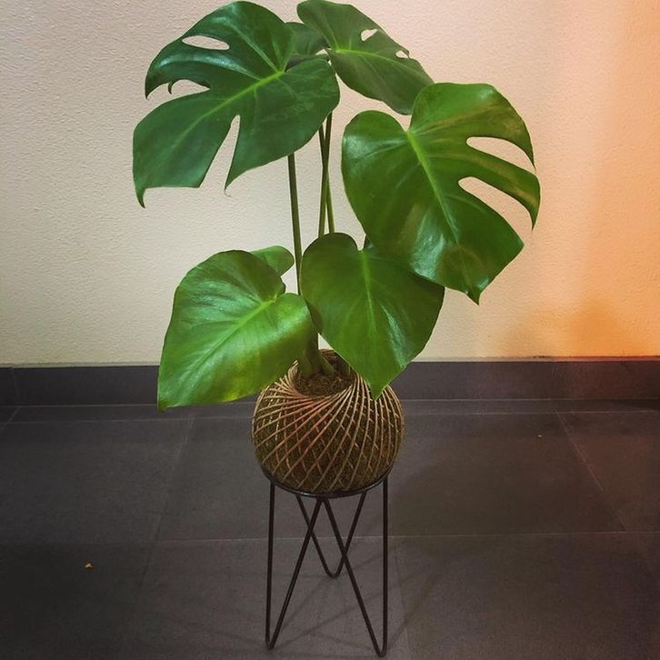 Kokedama – Η τέχνη της καλλιέργειας φυτών χωρίς γλάστρες. Η Ιαπωνία διδάσκει στυλ 12 Kokedama – Η τέχνη της καλλιέργειας φυτών χωρίς γλάστρες. Η Ιαπωνία διδάσκει στυλ