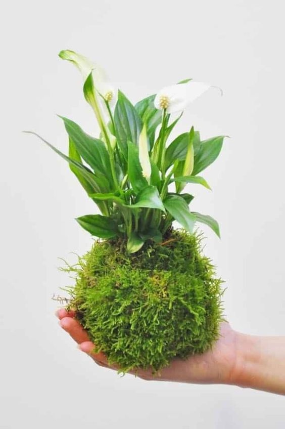 Kokedama – Η τέχνη της καλλιέργειας φυτών χωρίς γλάστρες. Η Ιαπωνία διδάσκει στυλ 13 Kokedama – Η τέχνη της καλλιέργειας φυτών χωρίς γλάστρες. Η Ιαπωνία διδάσκει στυλ