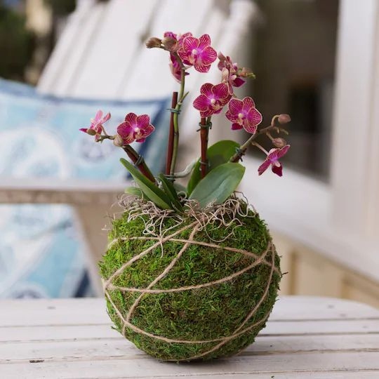 Kokedama – Η τέχνη της καλλιέργειας φυτών χωρίς γλάστρες. Η Ιαπωνία διδάσκει στυλ 4 Kokedama ball - Kokedama μπάλα